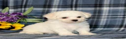 Bichon Frise dogs for sale: Falcon - Ad 2