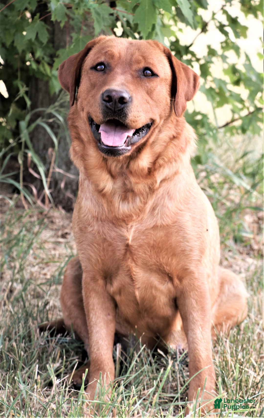 Labrador Retriever dogs for sale: Foxy  - Ad 5