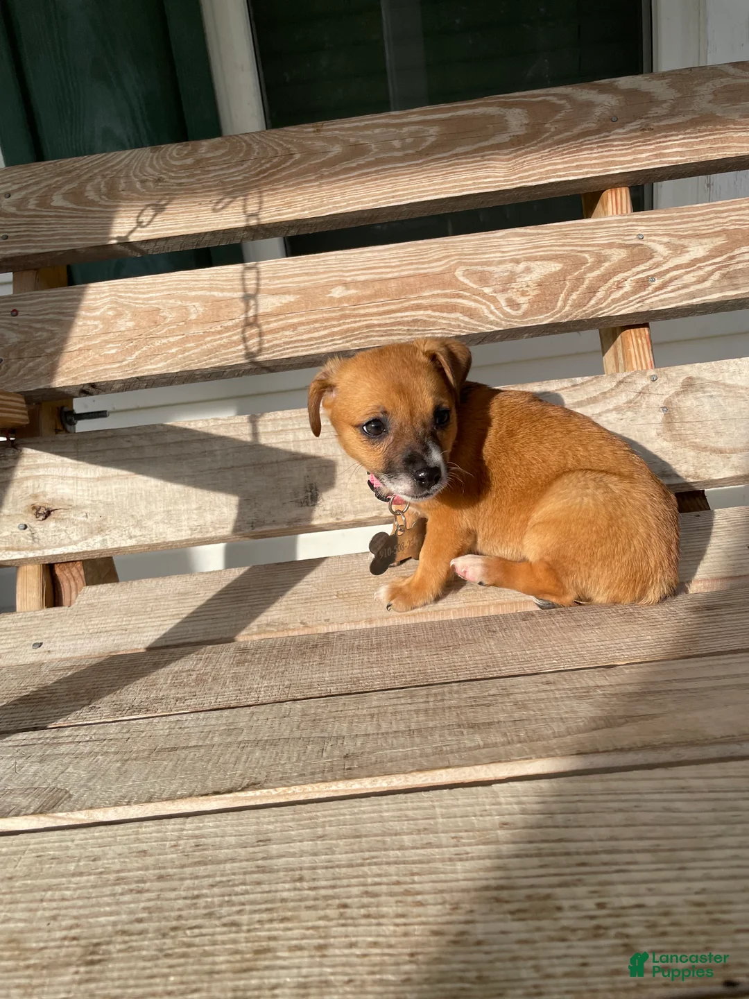 Chihuahua dogs for sale: Rocky  - Ad 1