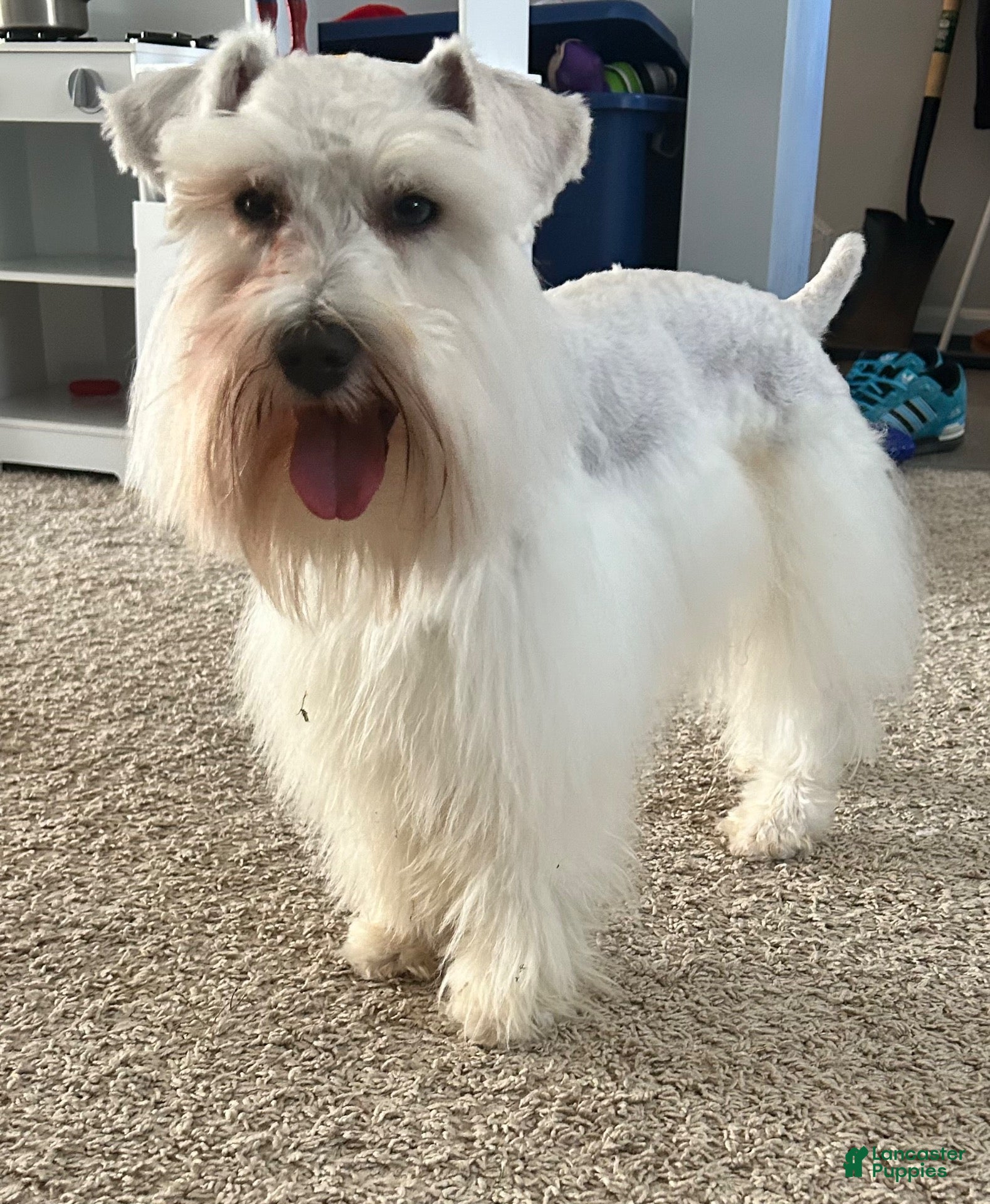 Miniature Schnauzer dogs Jack - Ad 1