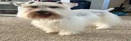 Miniature Schnauzer dogs for sale: Jack - Ad 1