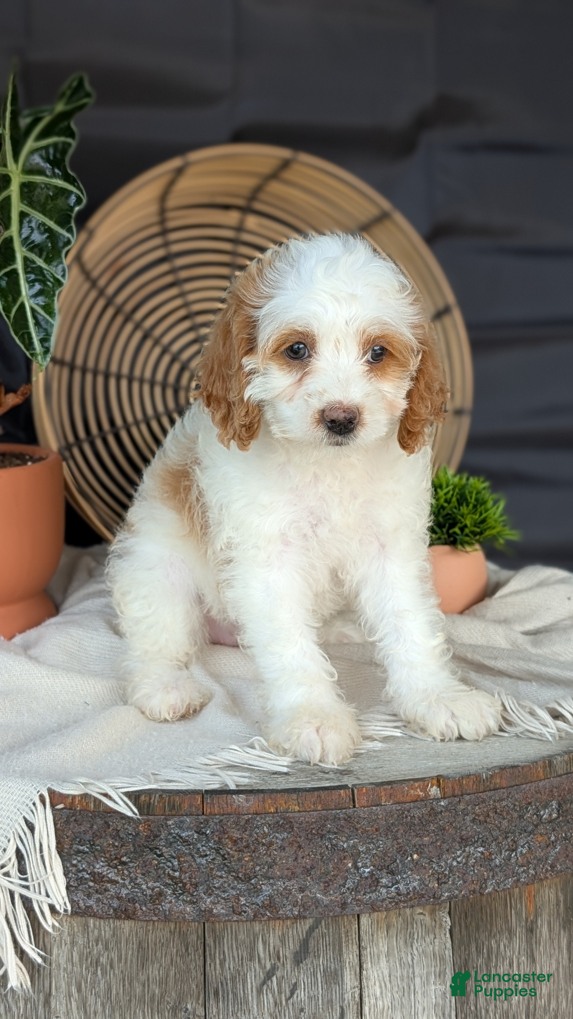 Cockapoo dogs Honey  - Ad 2