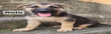 German Shepherd 3