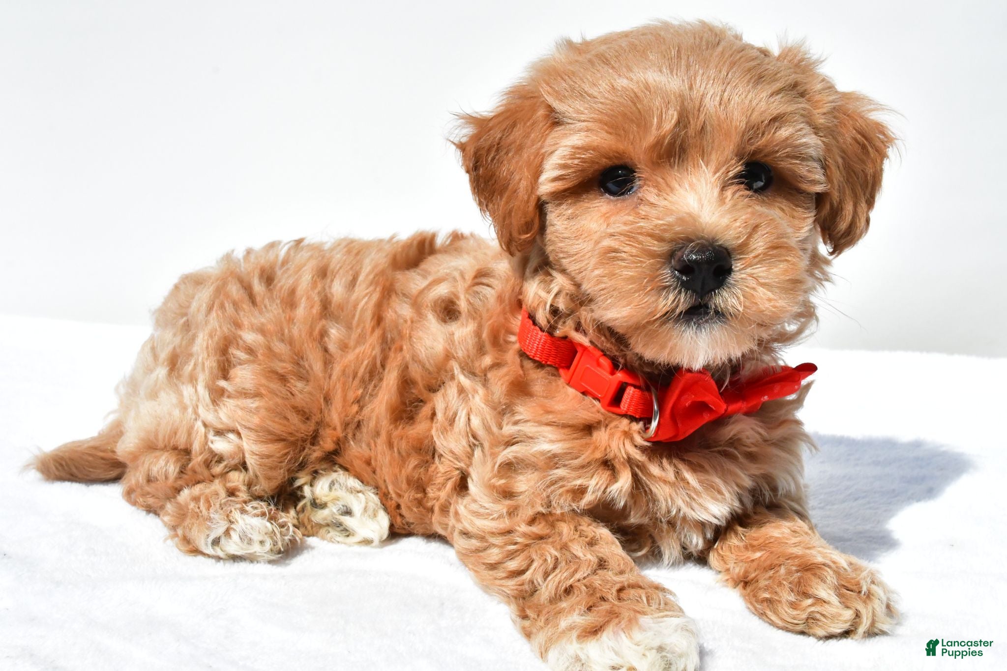 Maltipoo dogs Graham - Ad 2