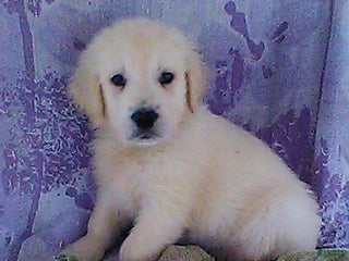 Golden Retriever dogs - Ad 32