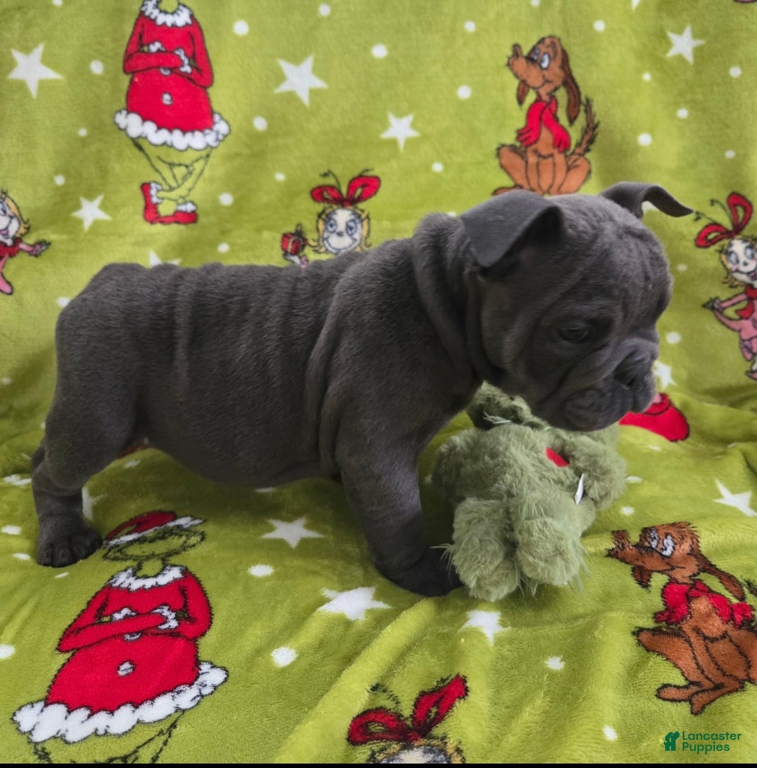 English Bulldog dogs for sale: Lucy - Ad 6
