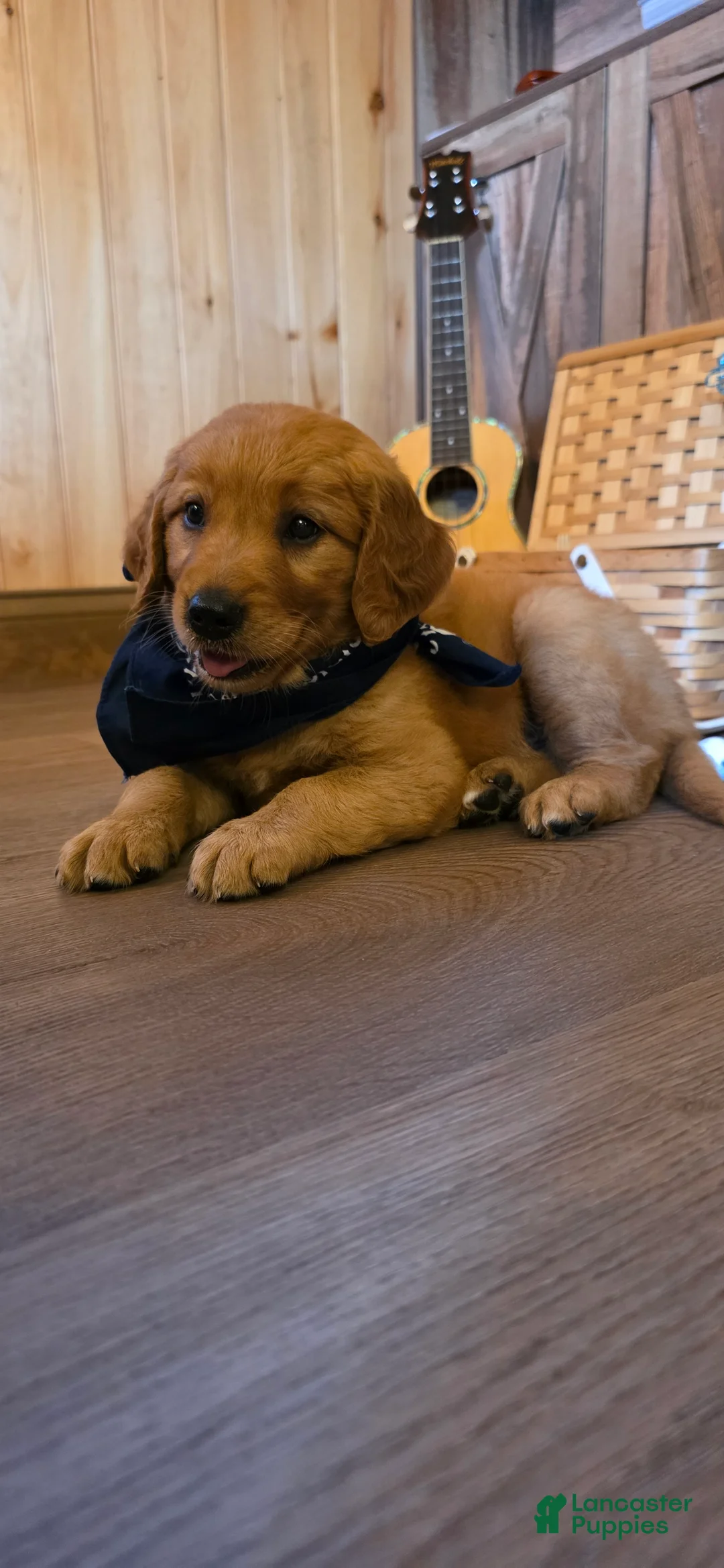 Golden Retriever dogs for sale:  Charlie  - Ad 1