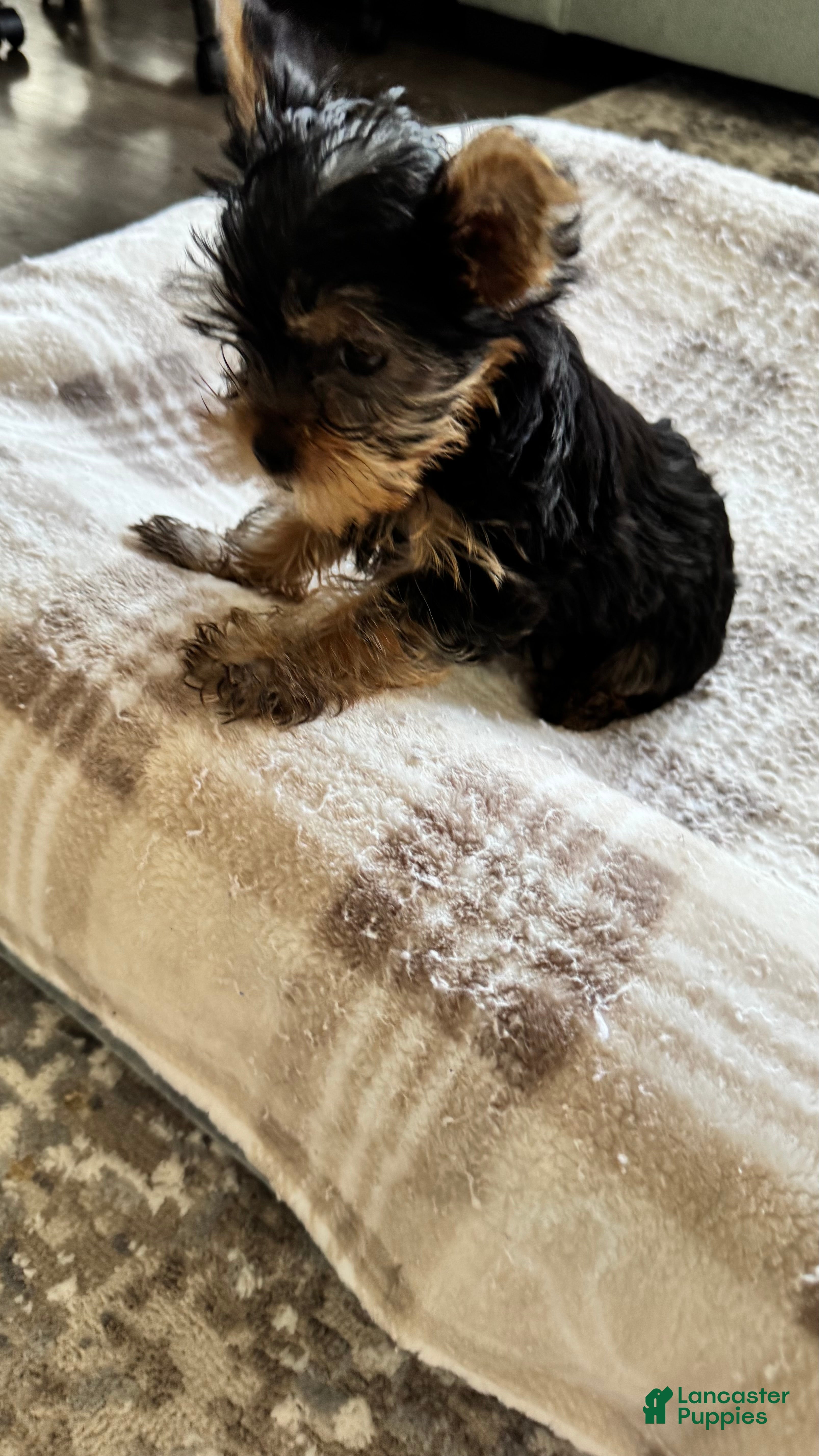 Yorkshire Terrier dogs Yorkshire Terrier Puppy 1 - Ad 2