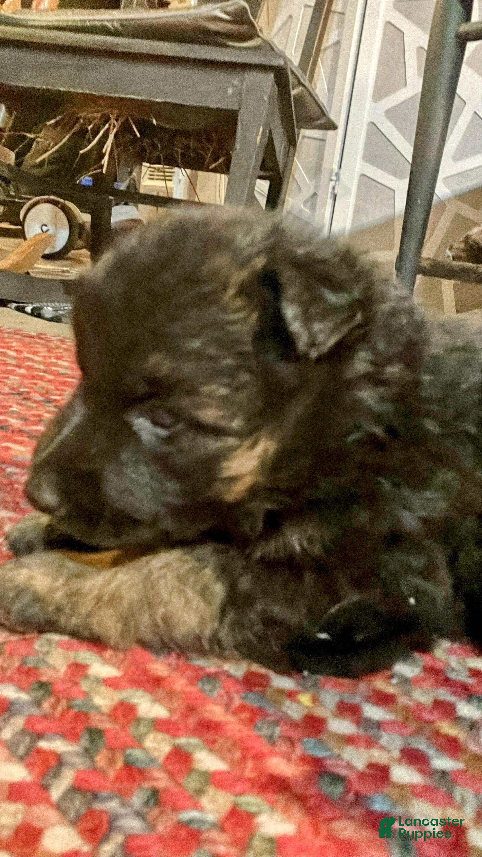 German Shepherd dogs ♥️SWEET DEZARAY ♥️ - Ad 39