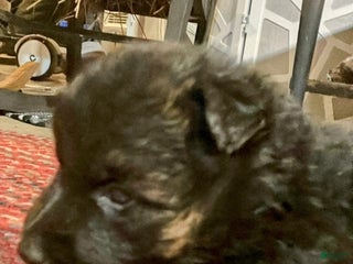 German Shepherd dogs ♥️SWEET DEZARAY ♥️ - Ad 39