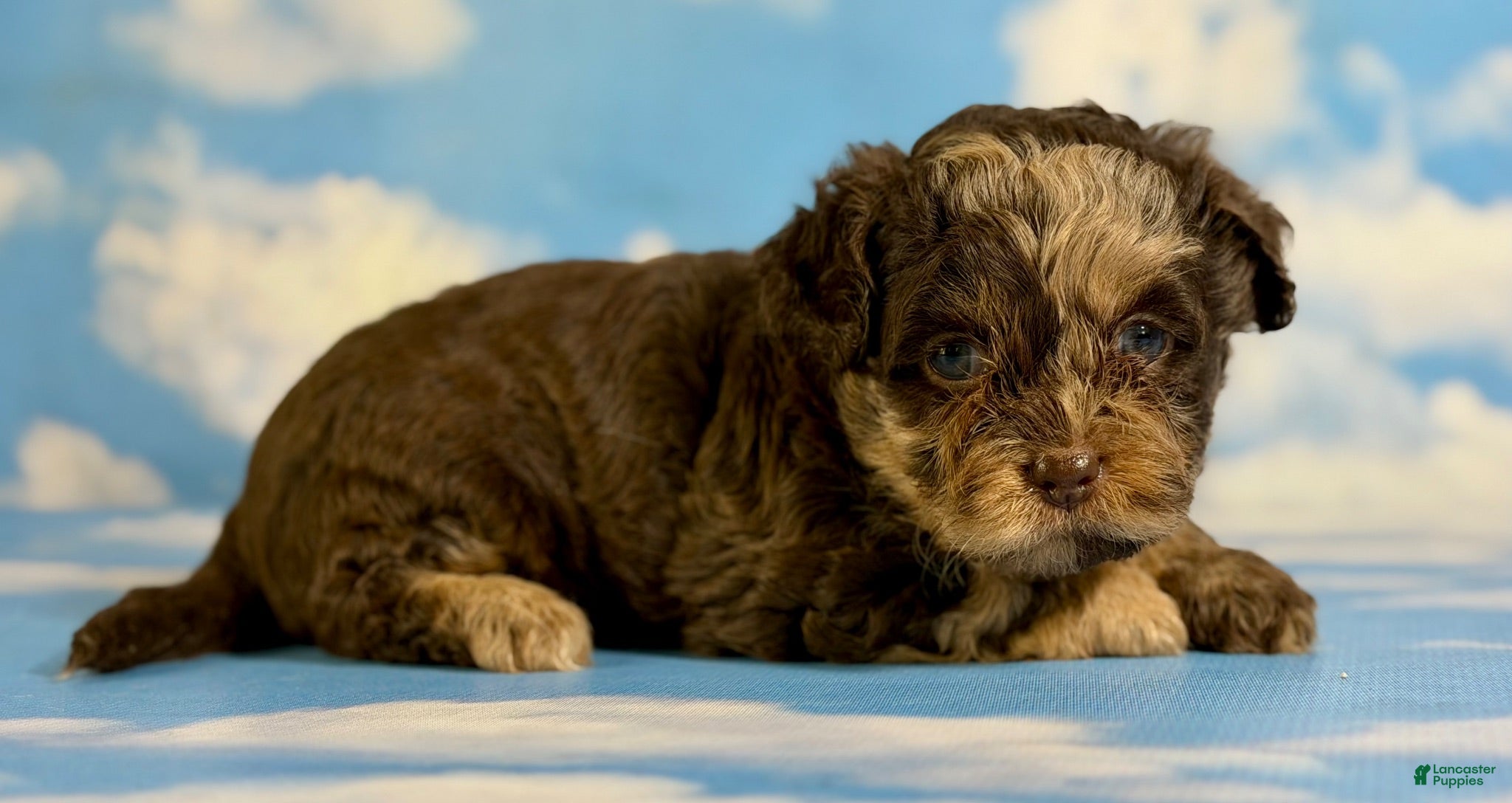 Pekapoo dogs Joy - Ad 2