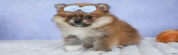 Pomeranian dogs for sale: Flossie  - Ad 4