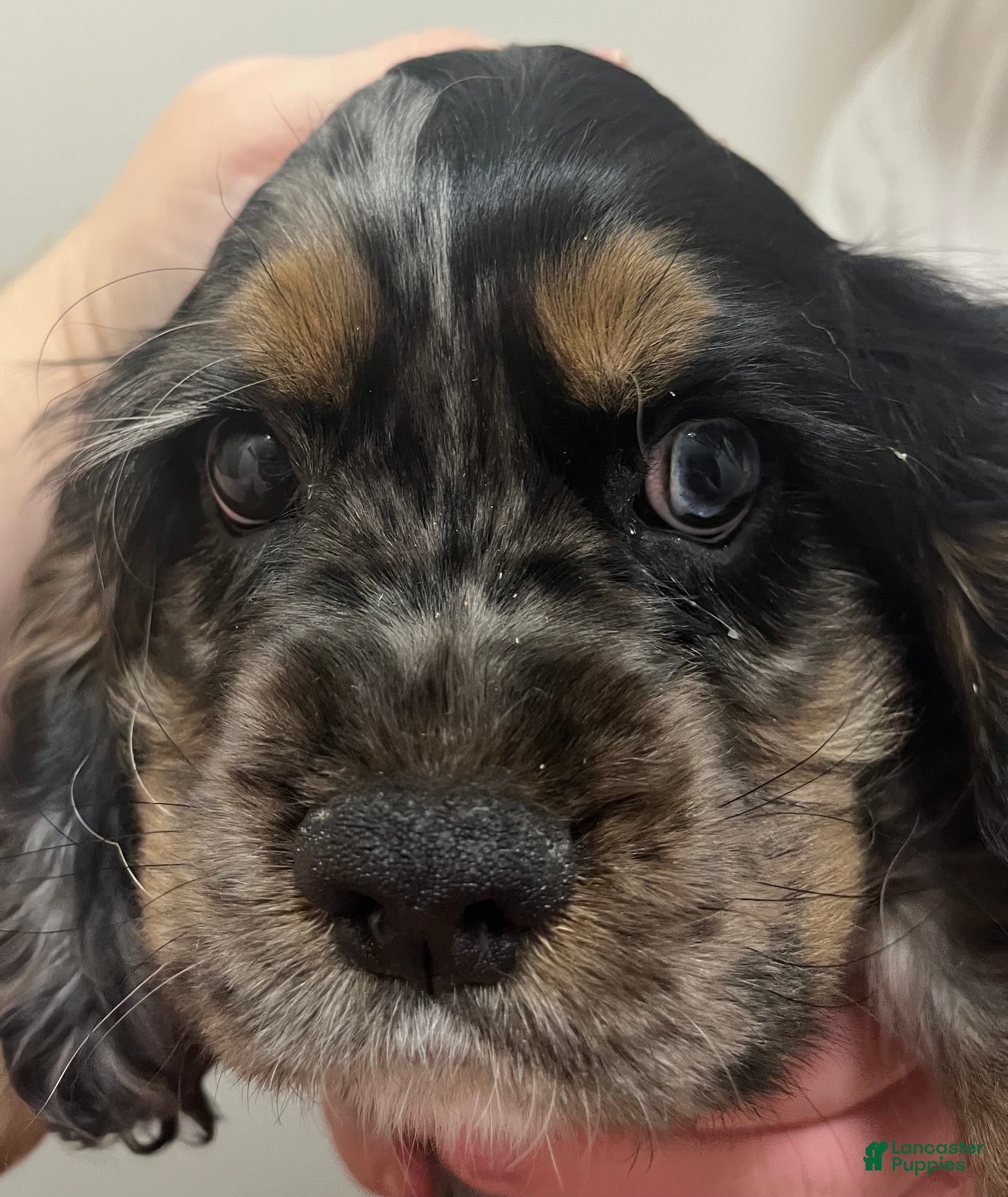 Cocker Spaniel dogs Milo  - Ad 3