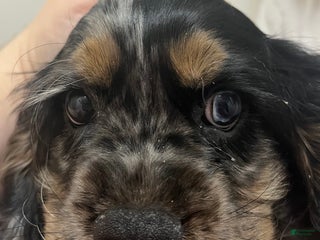 Cocker Spaniel dogs Milo - Ad 20