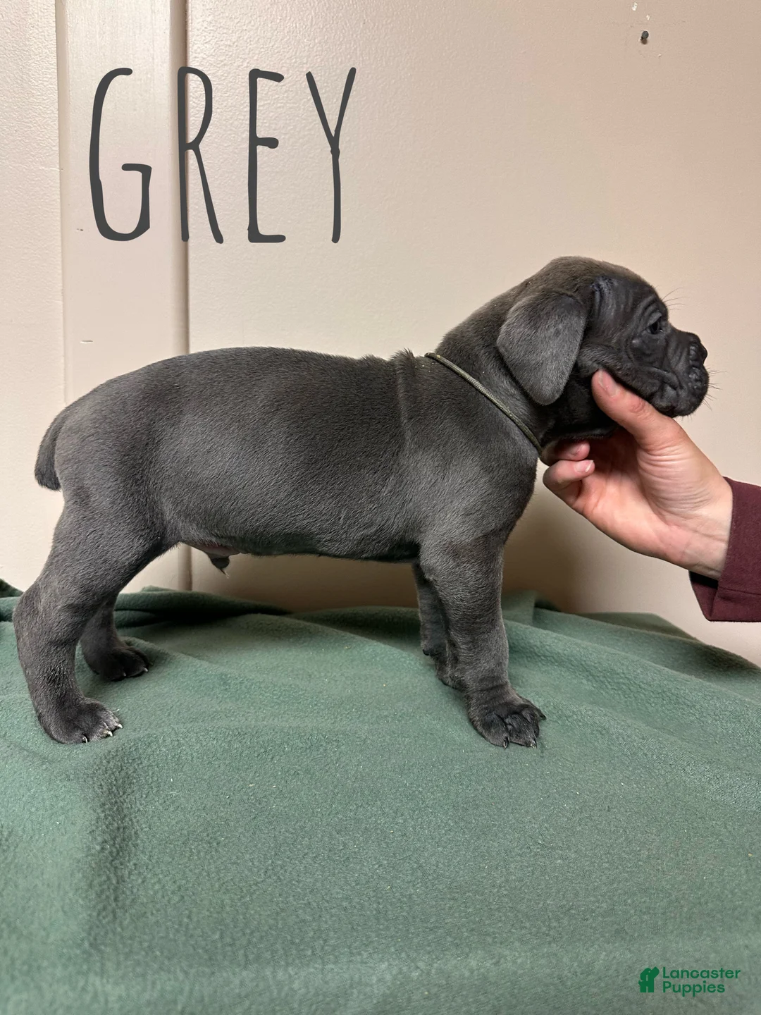 Cane Corso dogs for sale: Cane Corso Puppy 2 - Ad 2