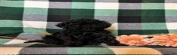 Cavapoo dogs for sale: Paris Hypoallergenic - Ad 6