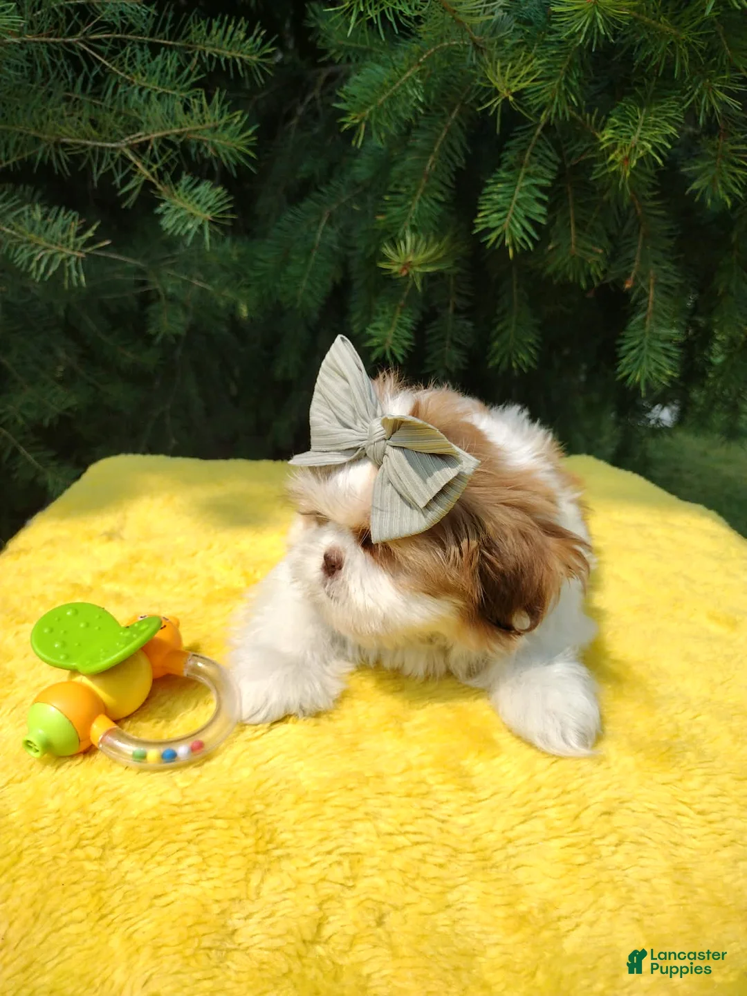 Shih Tzu dogs for sale: Lilly - Ad 1