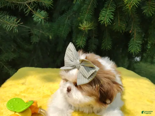 Shih Tzu dogs for sale: Lilly - Ad 1