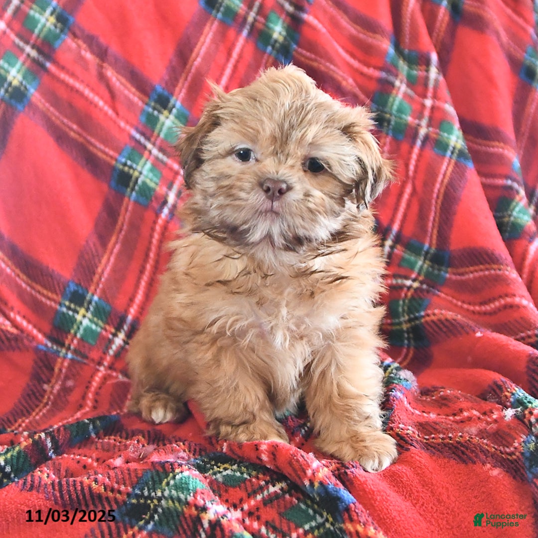 Teddy Bear dogs for sale: Rose  - Ad 2