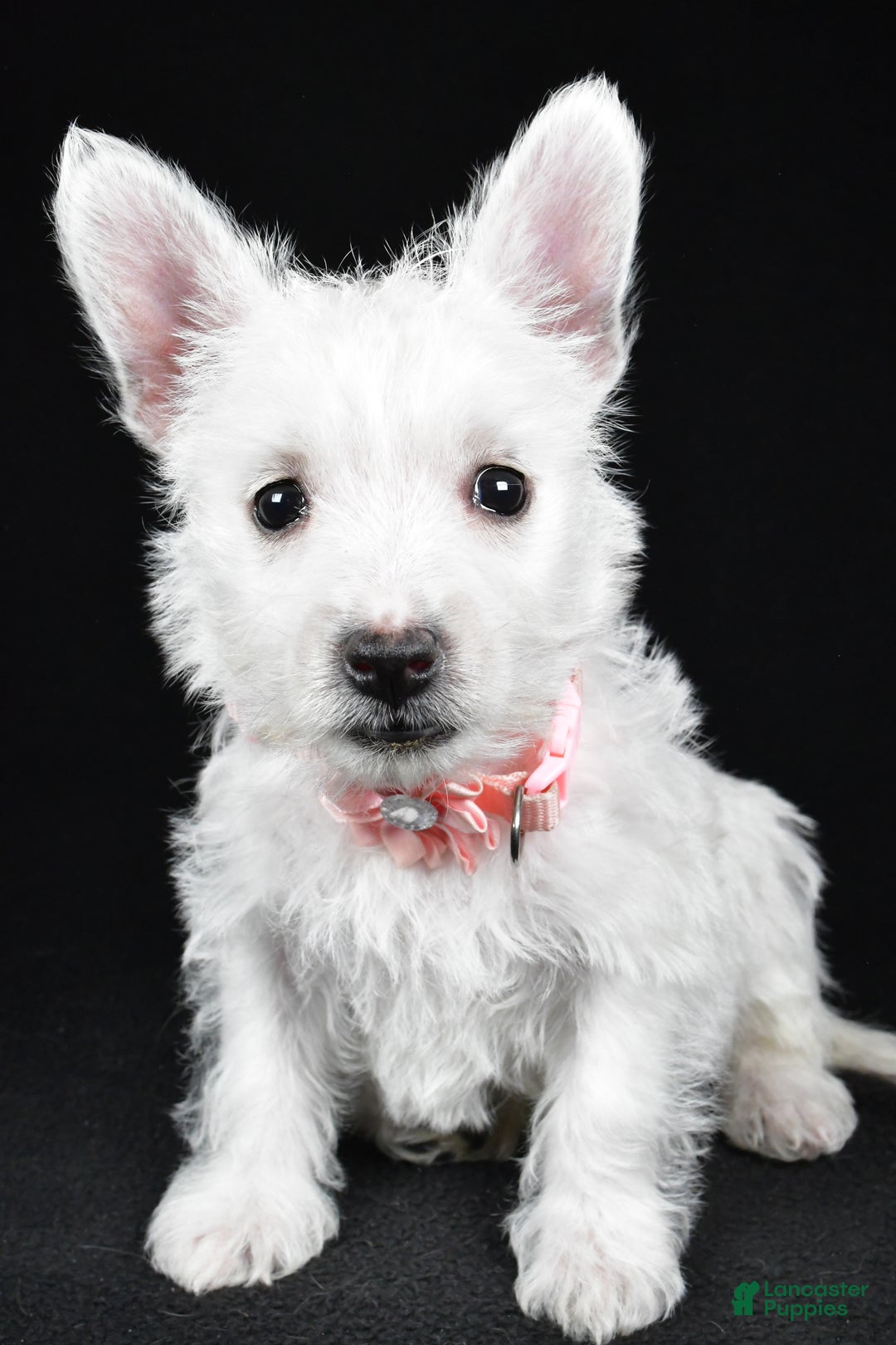 West Highland Terrier dogs for sale: Macey - Ad 6