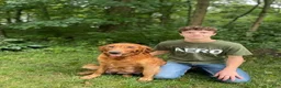 Golden Retriever dogs for sale: Pixie - Ad 6