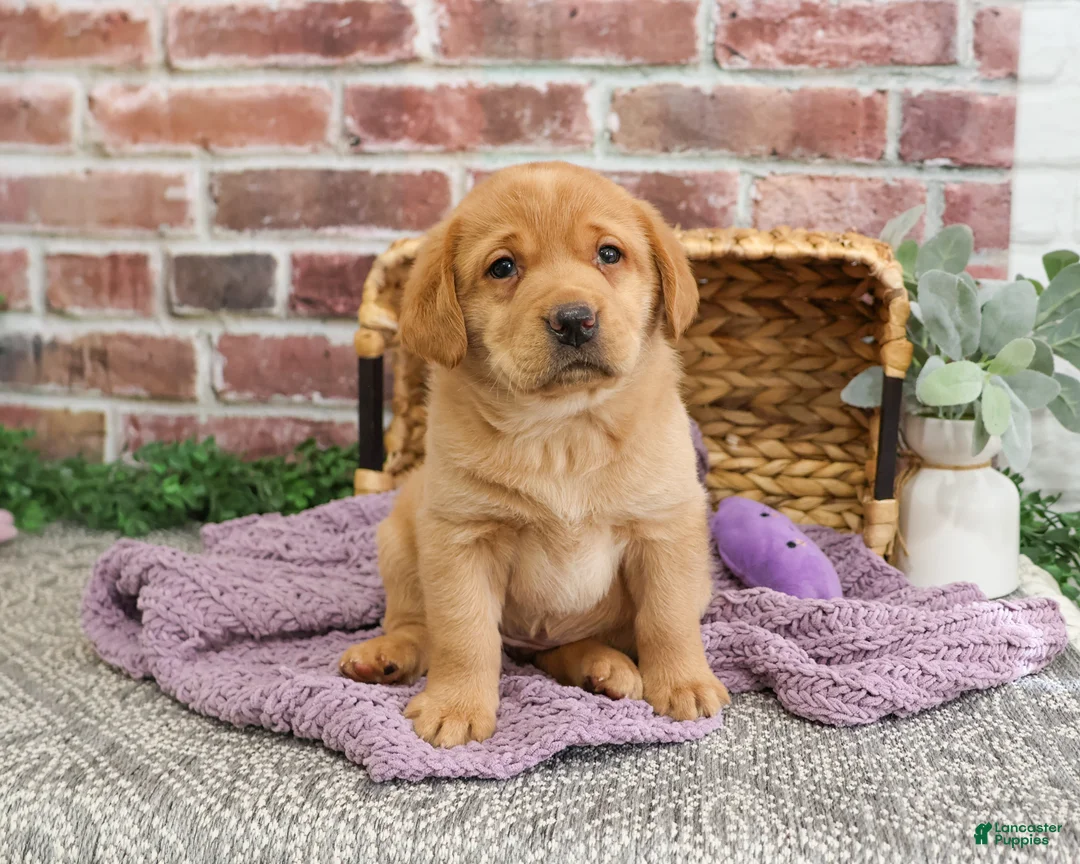 Labrador Retriever dogs for sale: Maxine  - Ad 1