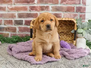 Labrador Retriever dogs Maxine - Ad 26