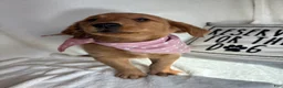 Golden Retriever dogs for sale: Gigi - Ad 4