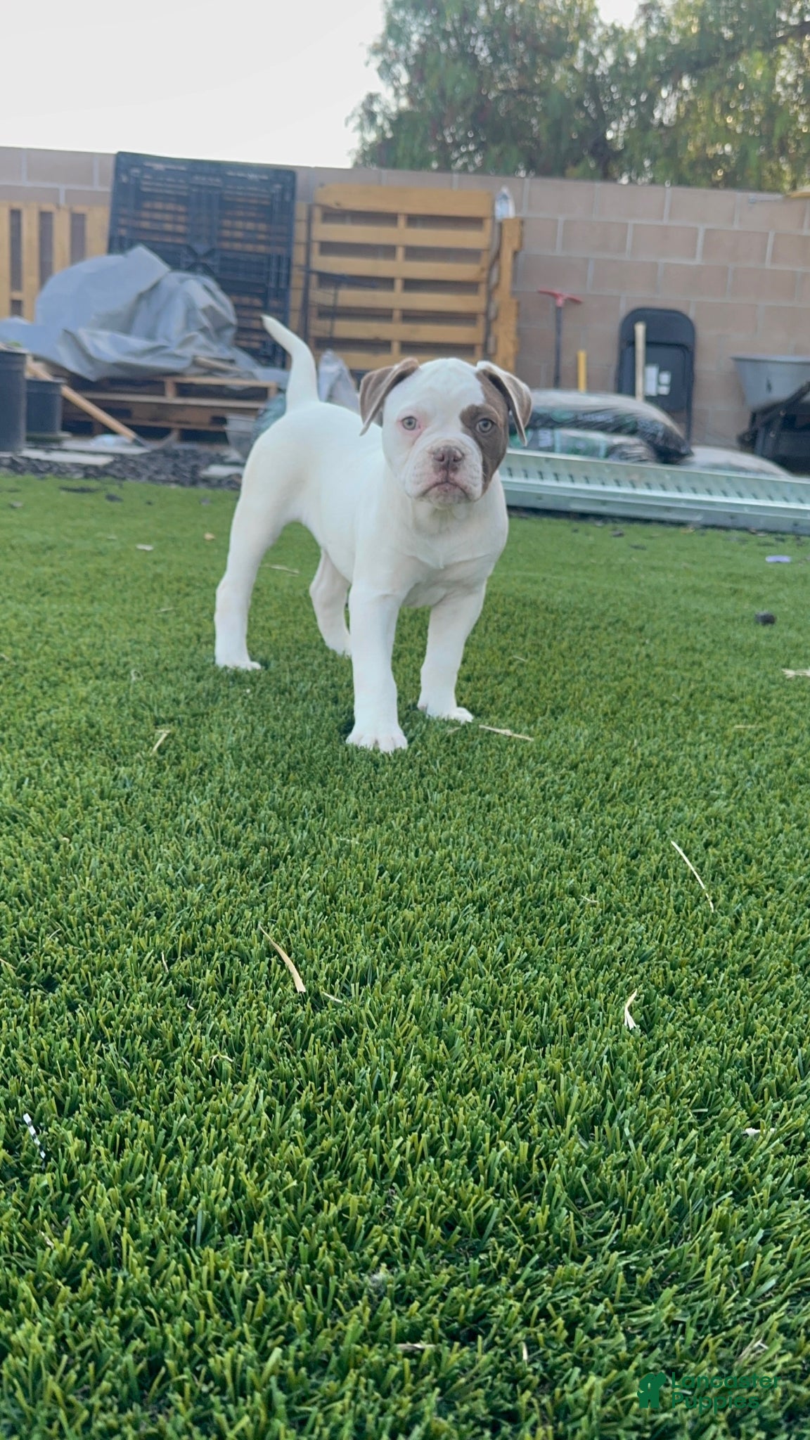American Bulldog dogs American Bulldog Puppy 4 - Ad 2