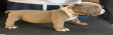American Bully 3