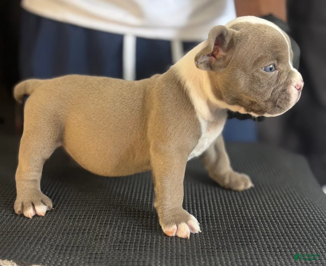 American Bully dogs for sale: American Bully 3 - Ad 1