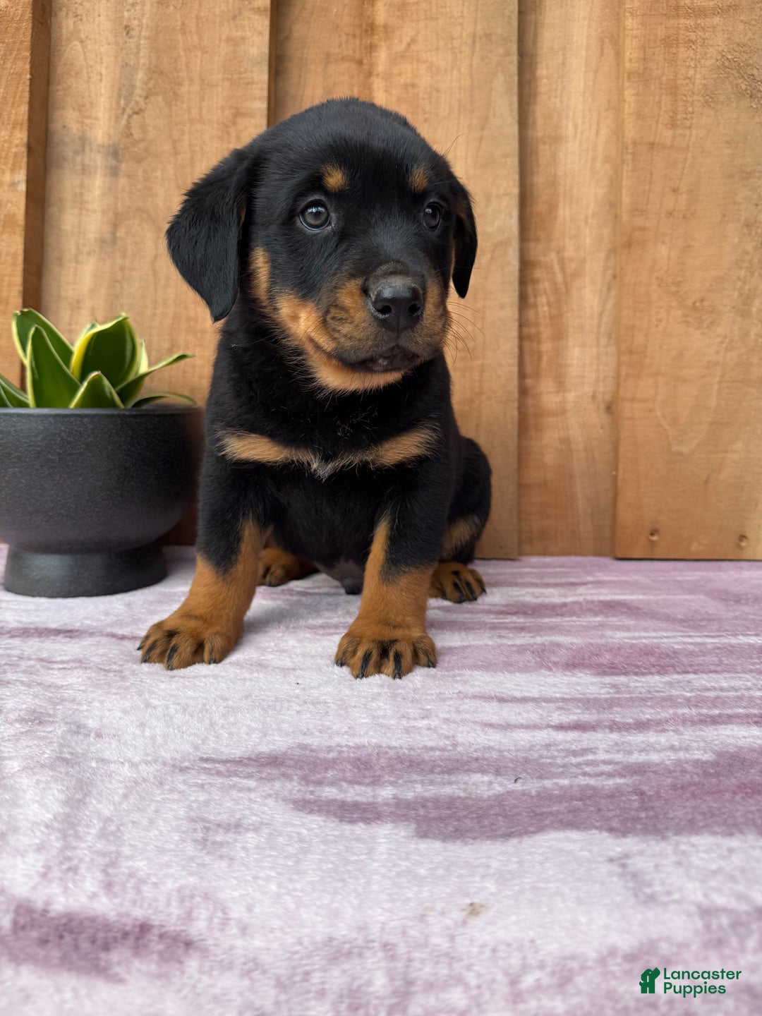 Rottweiler dogs for sale: Rex - Ad 10
