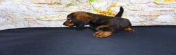 Miniature Dachshund dogs for sale: Lizz - Ad 21