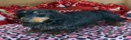 Dachshund dogs for sale: River - Ad 2