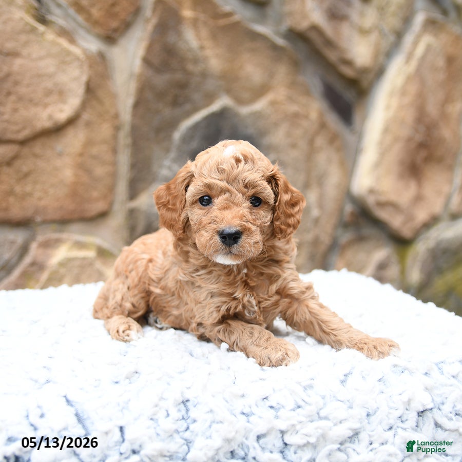 Cavapoo dogs Scooter - Ad 1