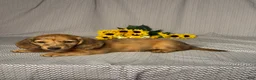 Miniature Dachshund dogs for sale: Luke - Ad 4