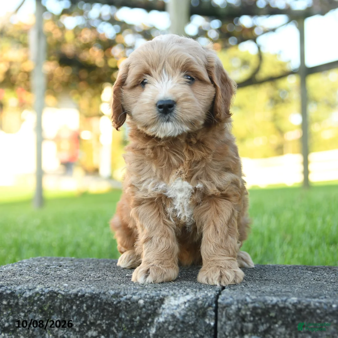 Mini Goldendoodle dogs for sale: Camelot - Ad 1