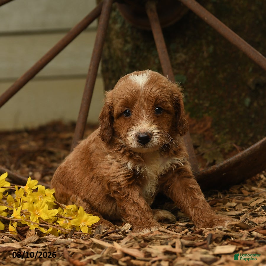 Goldendoodle dogs Milo - Ad 1