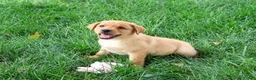 Labrador Retriever dogs for sale: Constance - Ad 5
