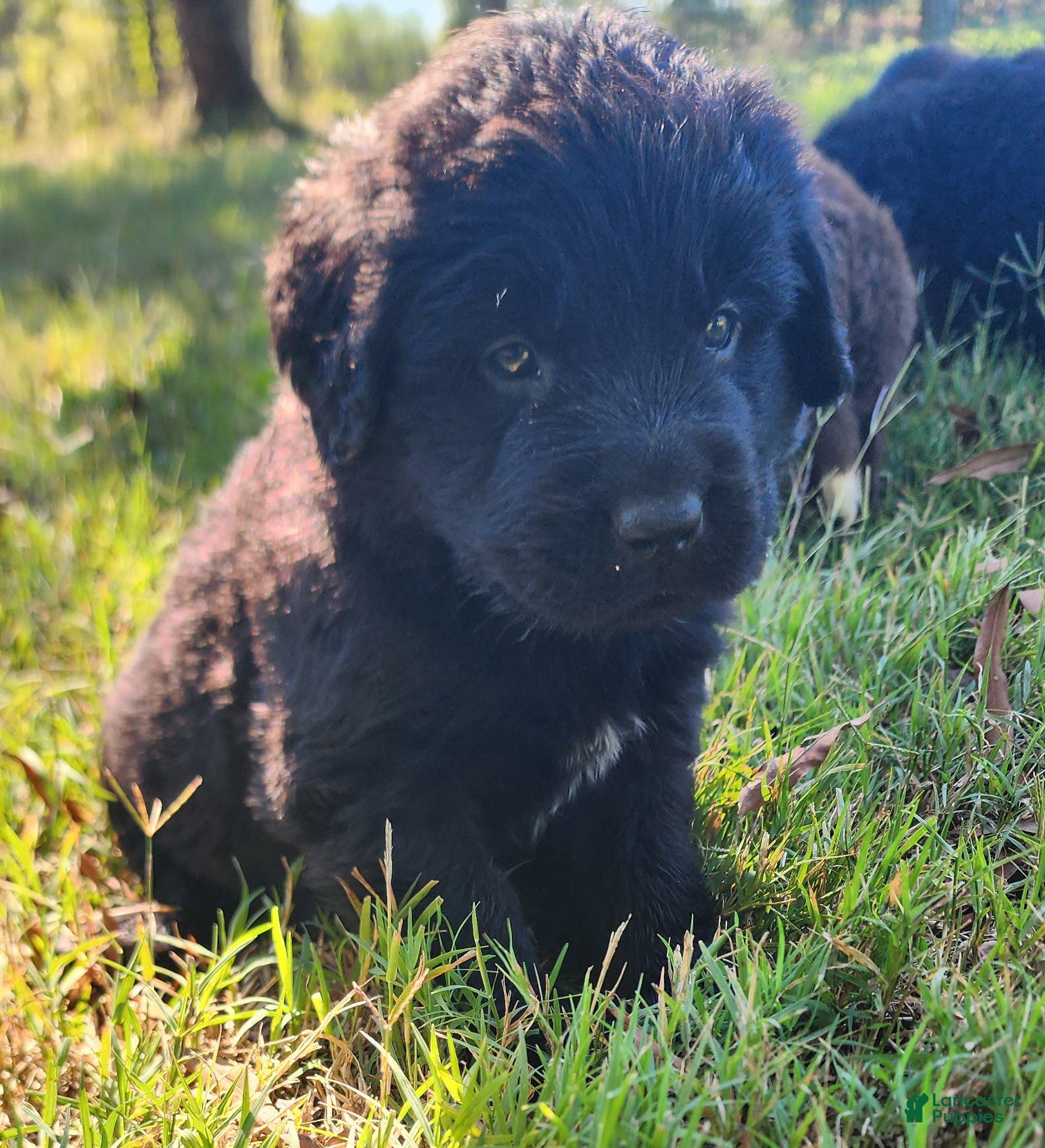 Newfoundland dogs for sale: Red - Ad 1