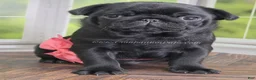 Pug dogs for sale: Pink - Black Female Pug - Champion Lines! - Ad 2