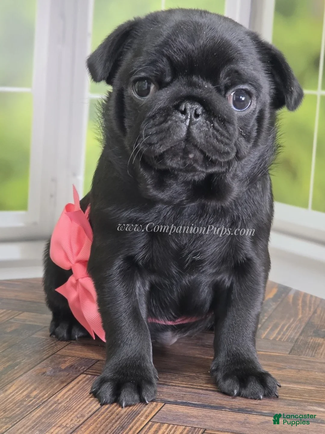 Pug dogs for sale: Pink - Black Female Pug - Champion Lines! - Ad 2