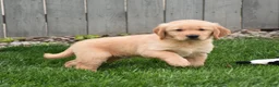 Golden Retriever dogs for sale: Galaxy - Ad 4