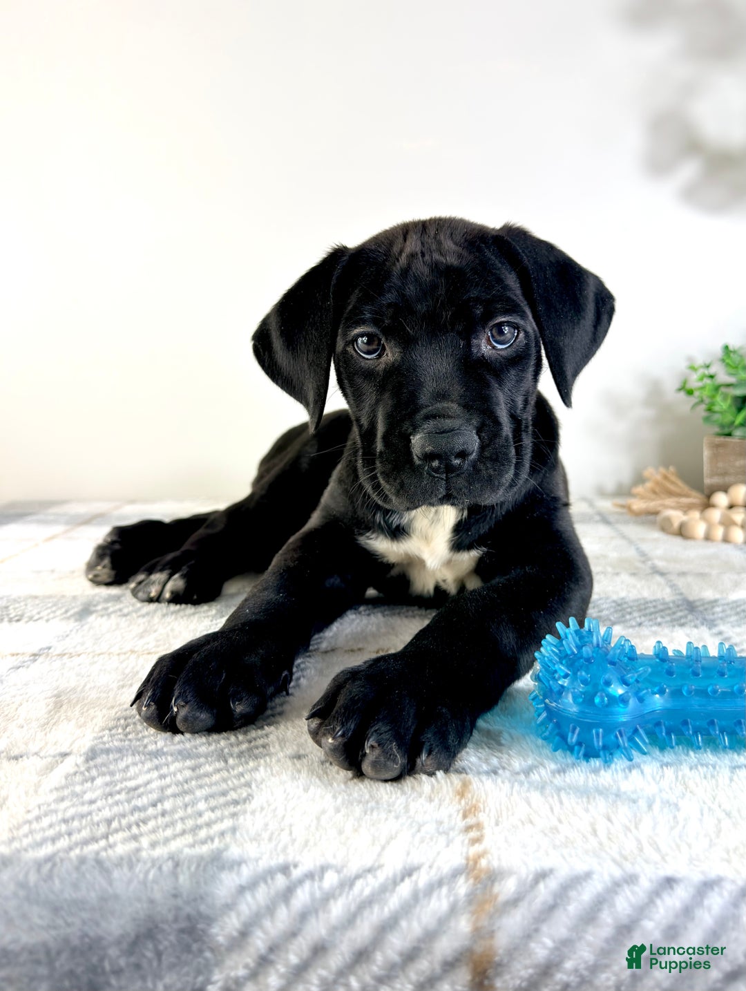 Cane Corso dogs for sale: Zeus - Ad 5
