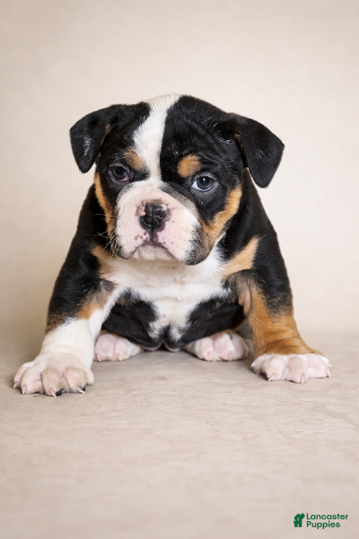 Olde English Bulldogge dogs Harper - Ad 17