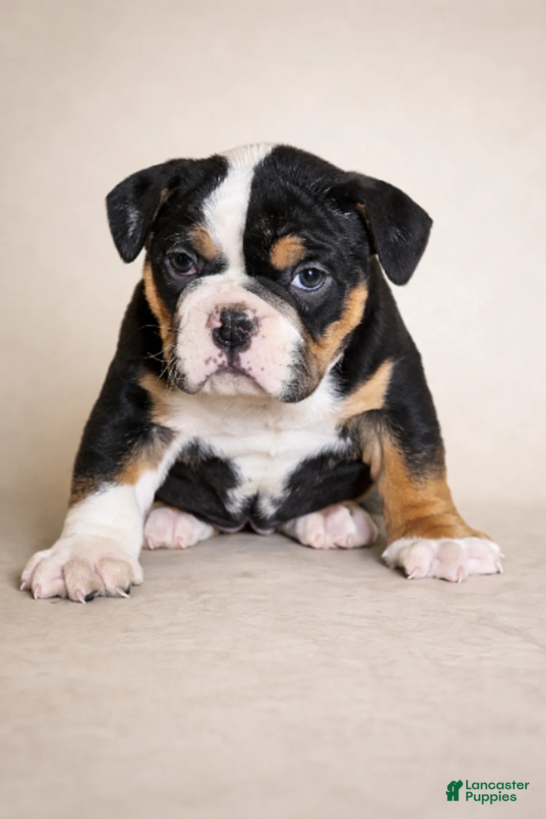 Olde English Bulldogge dogs for sale: Harper - Ad 1