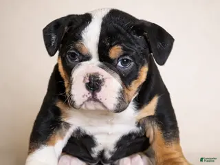 Olde English Bulldogge dogs Harper - Ad 17