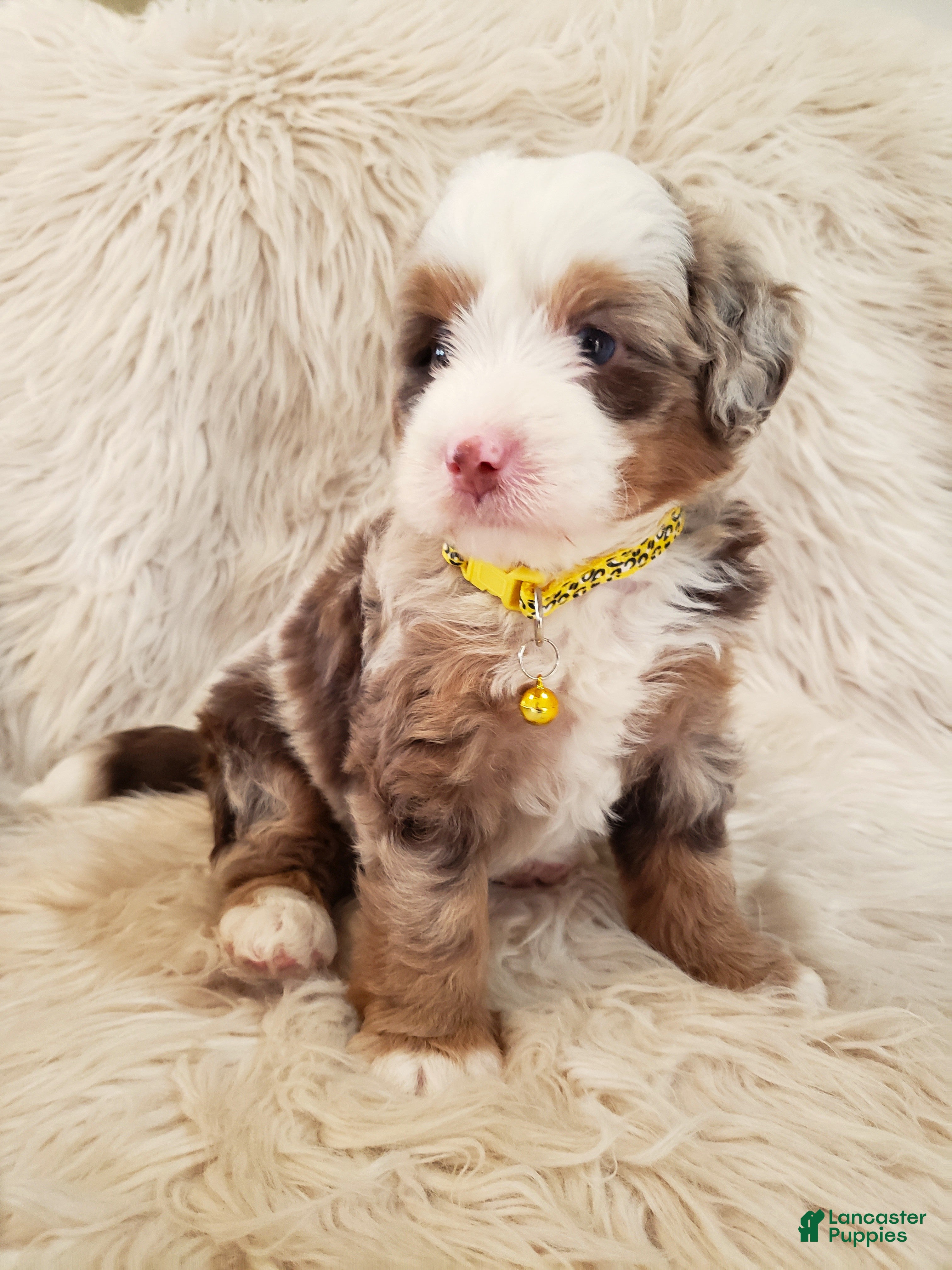 Mini Bernedoodle dogs JUDE - Ad 1