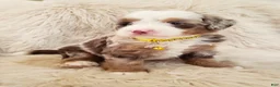Mini Bernedoodle dogs for sale: JUDE - Ad 4