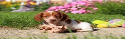 Dachshund dogs for sale: Maverick - Ad 4